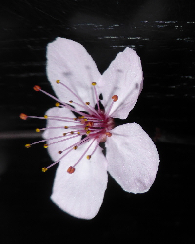 43 Blüte