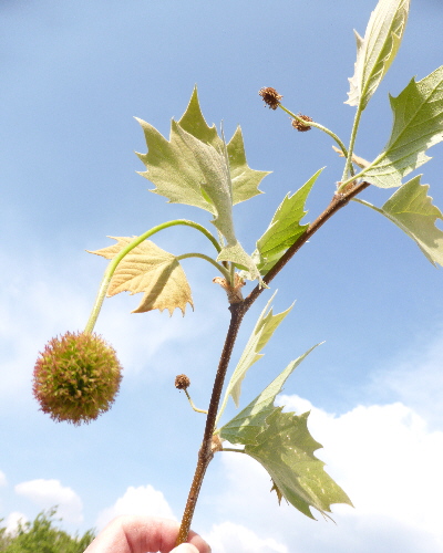36 Zweig mit Blüten