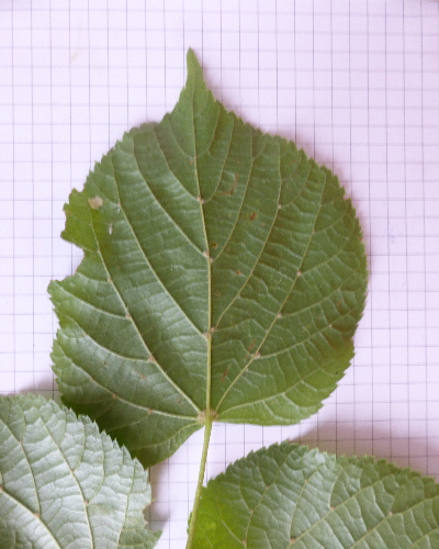 30 Blatt unten