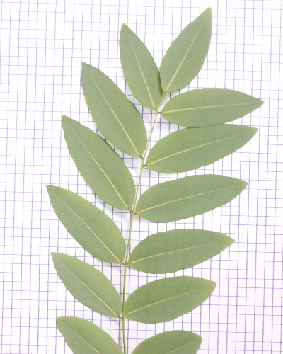 53 Blatt unten