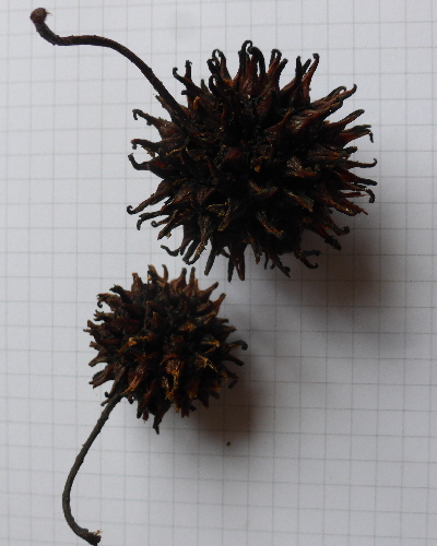 67 Frucht
