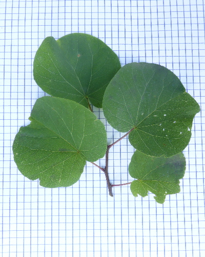 27 Blatt oben