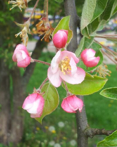 Blüte 