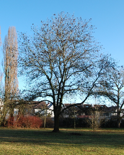 35 Winter