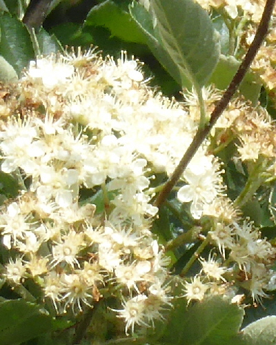 48 Blüte
