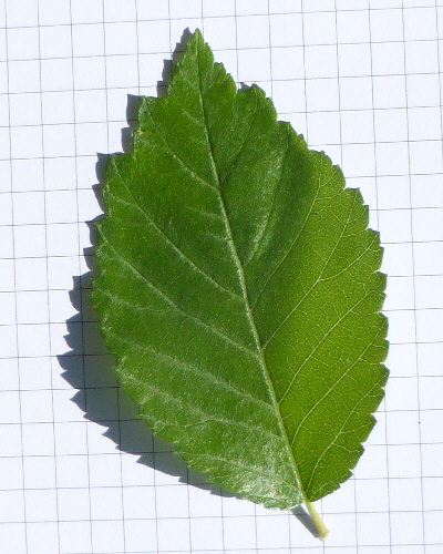 59 Blatt oben