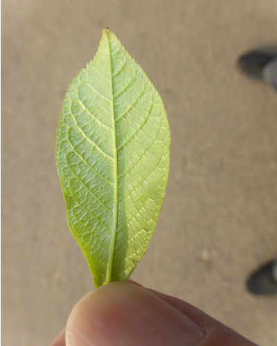 45 Blatt unten