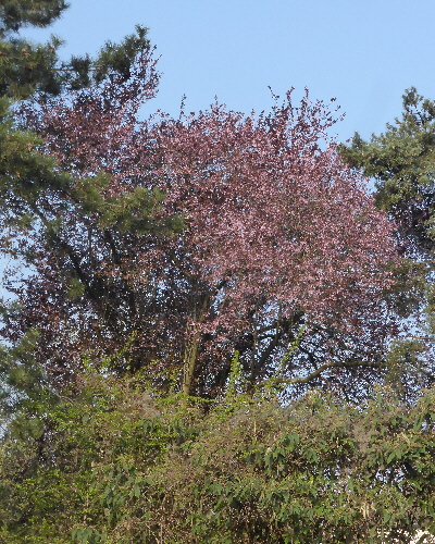 43 Frühling