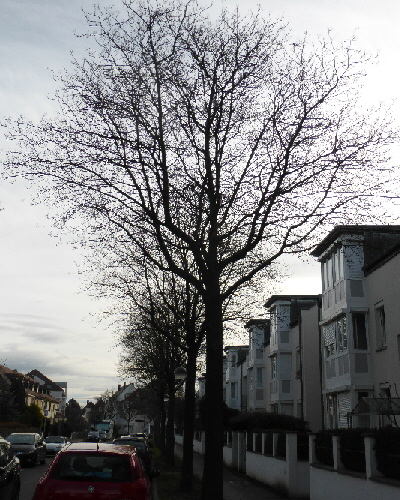 48 Baum im Winter