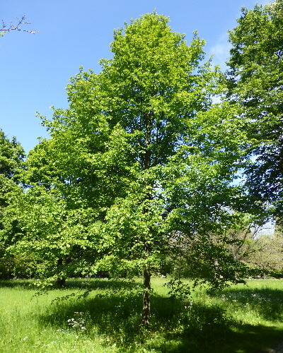 30 Sommer