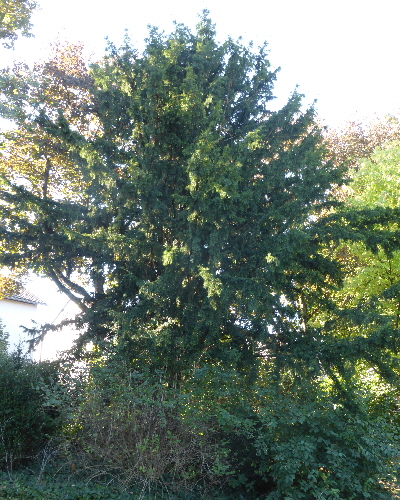 68 Herbst