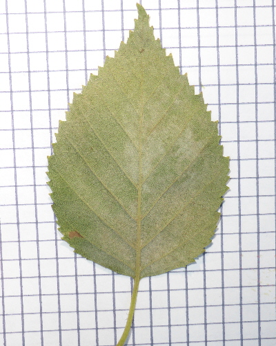 08 Blatt unten
