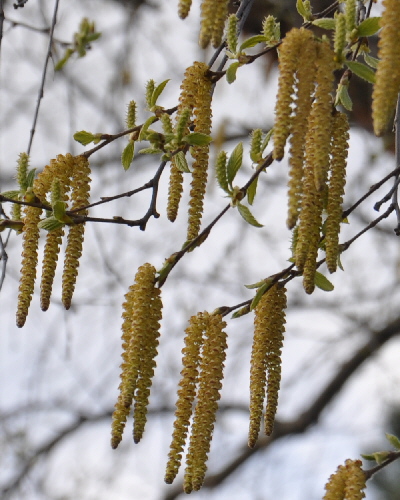 10 Blüten