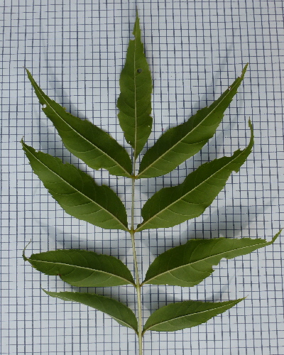 35 Blatt unten