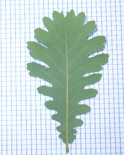 22 Blatt unten