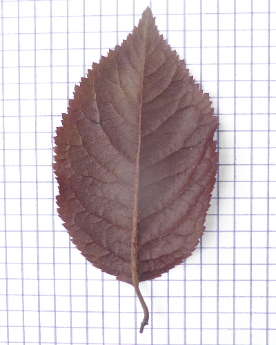 43 Blatt unten