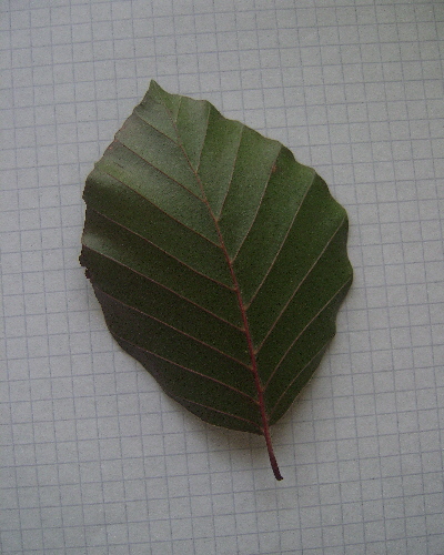 18 Blatt unten