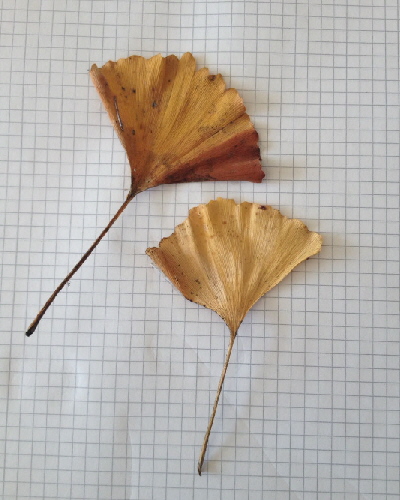 69 Blätter im Herbst