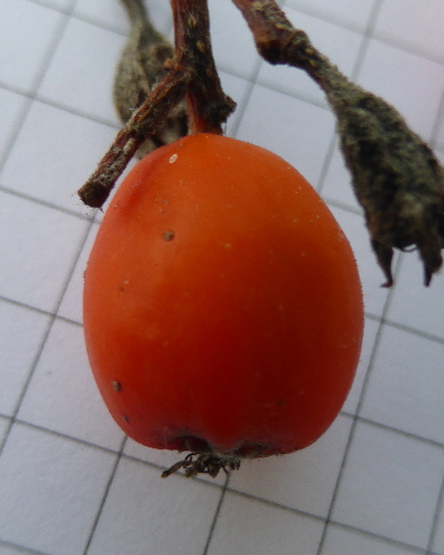 48 Frucht