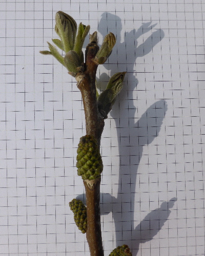 61 Blüte und Blattknospe