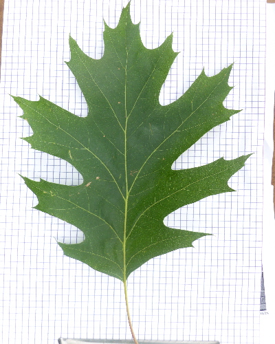 21 Blatt oben