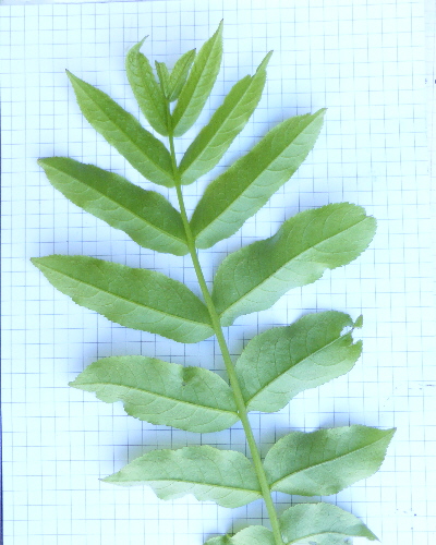 60 Blatt unten