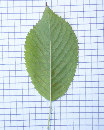 40 Blatt unten