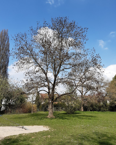 35 Frühling