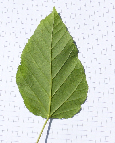 06 Blatt unten