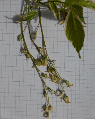 04 Blüte