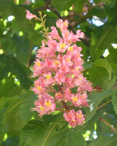 50 Blüten"kerze"