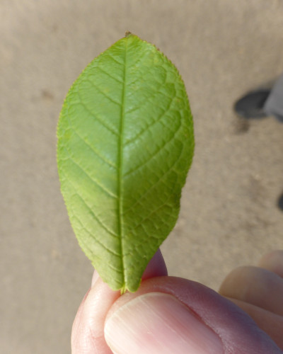 45 Blatt oben
