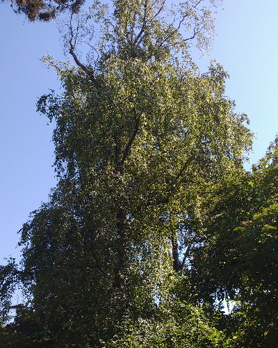 07 Sommer