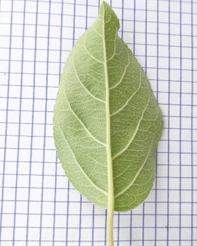 Blatt unten