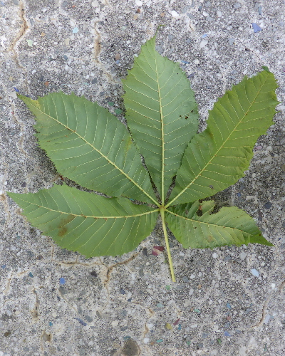 50 Blatt unten