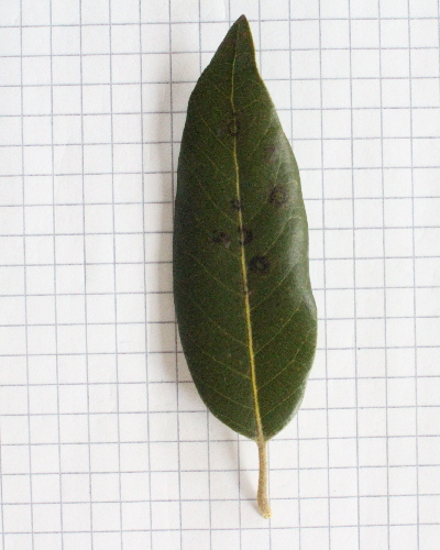 23 Blatt oben