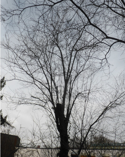 43 Winter