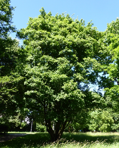 04 Sommer