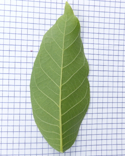 61 Blatt unten