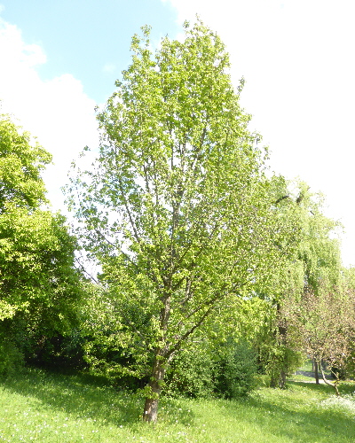 22 Frühling