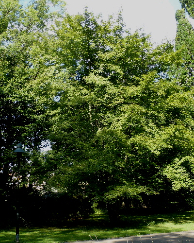 01 Sommer