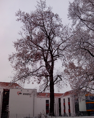 33 Winter