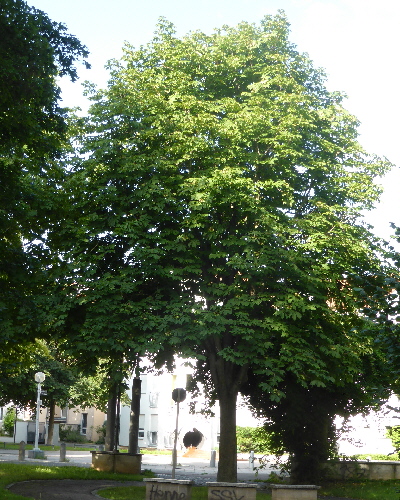 49 Sommer