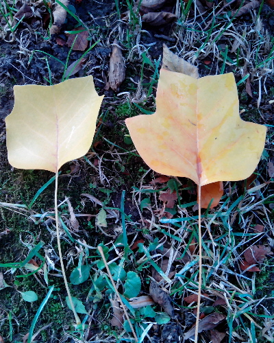33 Blätter im Herbst