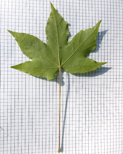 01 Blatt unten