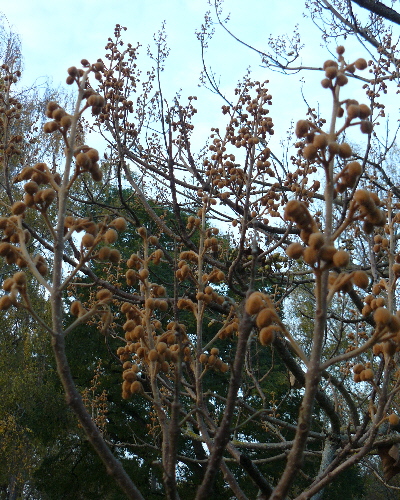 16 Knospen