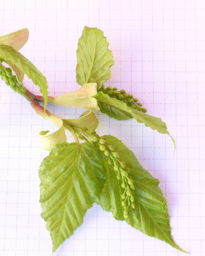 06 Blütenknospen