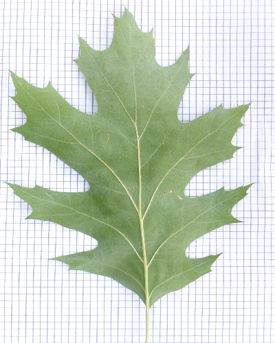 21 Blatt unten
