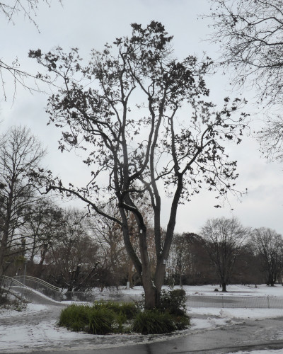 15 Winter