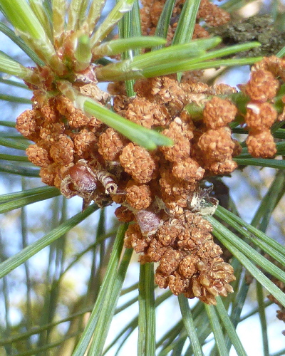 76 Blüte